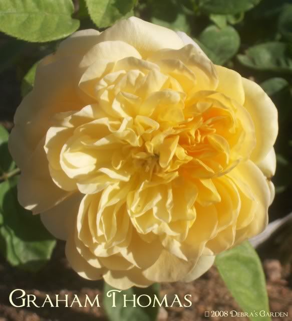 Graham Thomas